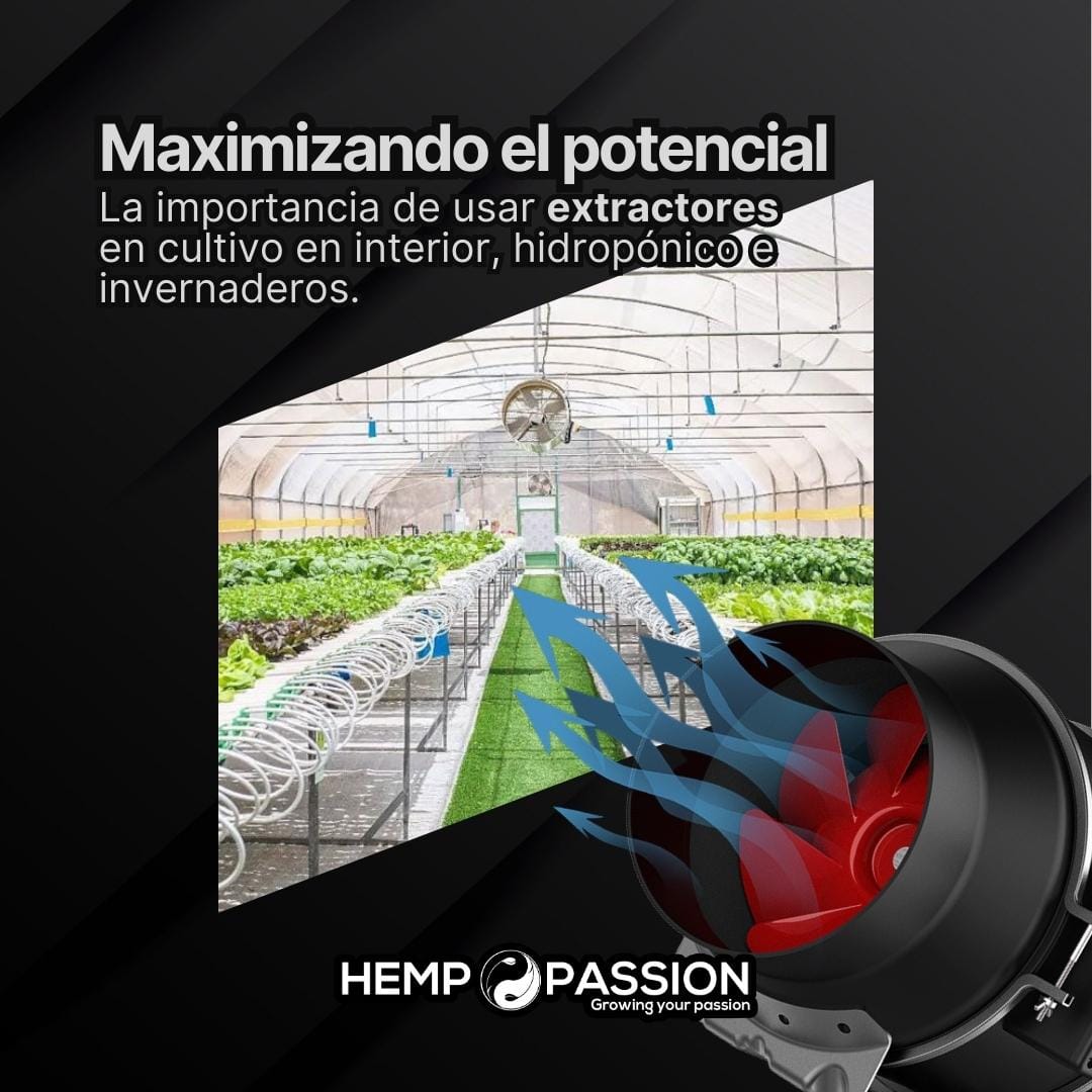 En este momento estás viendo Maximizando el potencial: La importancia de usar extractores en el cultivo indoor de cannabis
